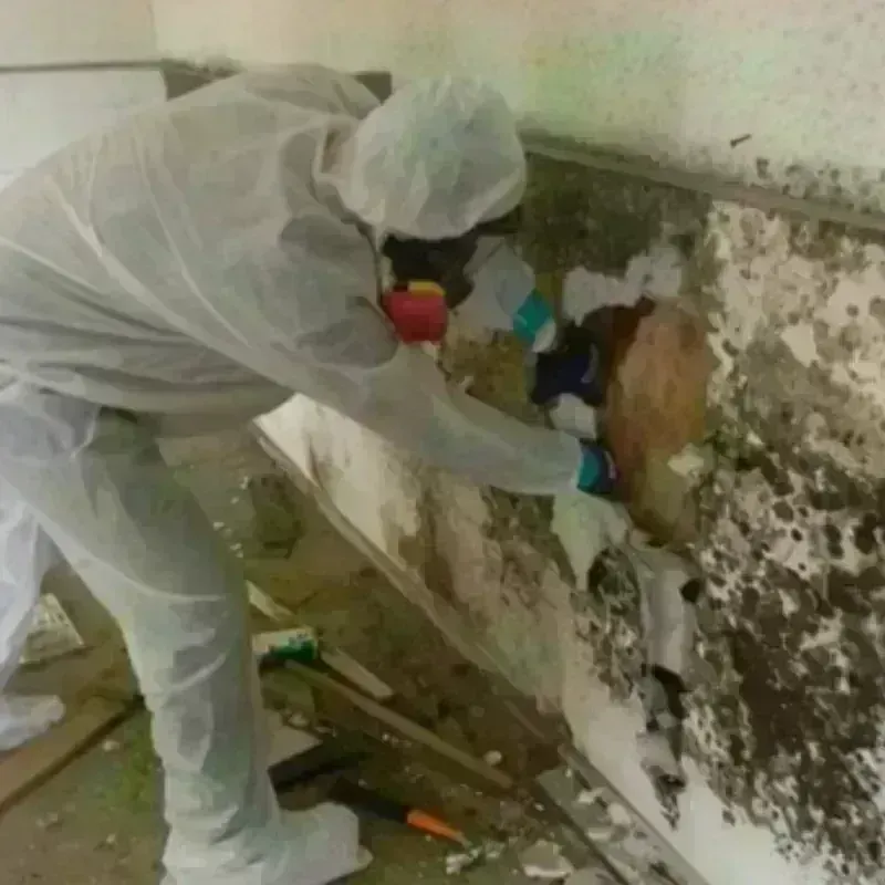 Mold Remediation and Removal in Lamb County, TX